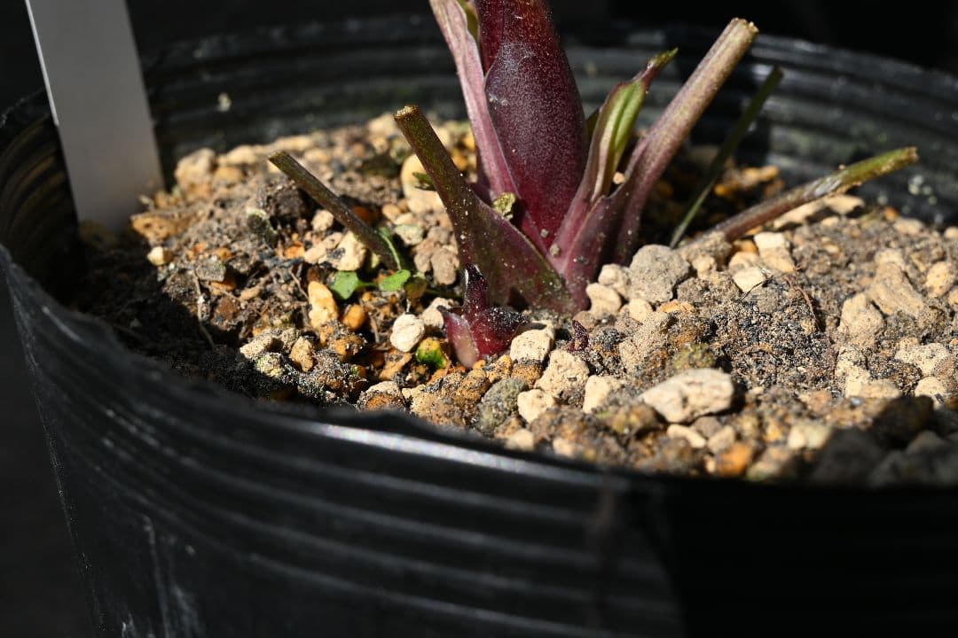 クリスマスローズ 1級品 認定sdキラメキ✩チョコレート 赤軸 赤蕊 加藤