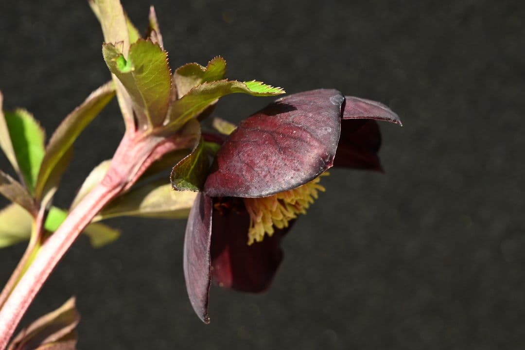 クリスマスローズ 1級品 認定sdキラメキ✩チョコレート 赤軸 赤蕊 加藤
