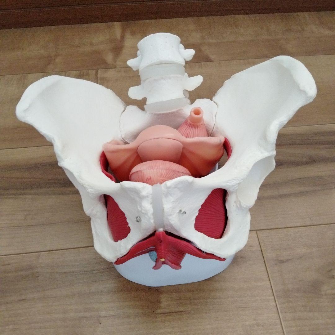 女性型骨盤、骨盤底および会陰のモデル取り外し可能な内臓器官付き