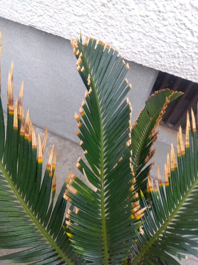 ひろこsan様専用 金環ソテツ 7号鉢つき 特別個体❗子株2株つき❗ ③