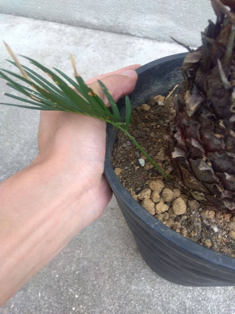 ひろこsan様専用 金環ソテツ 7号鉢つき 特別個体❗子株2株つき❗ ③