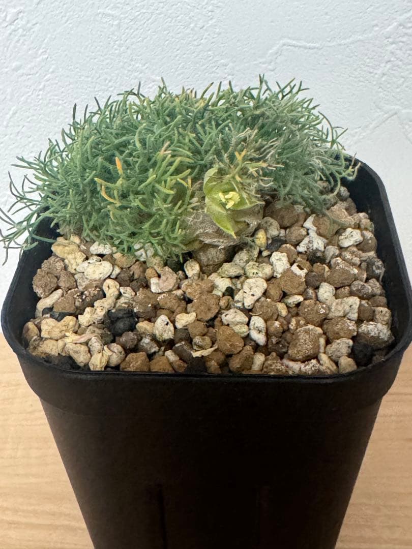 【実生株】モンソニア ペニクリナム　Monsonia peniculina