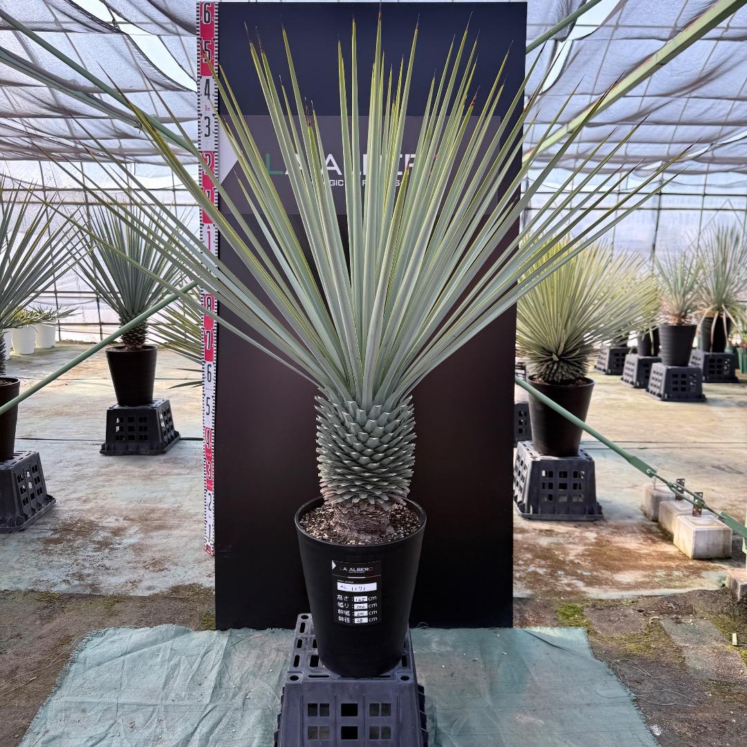 【AL1171】ユッカ　リギダ