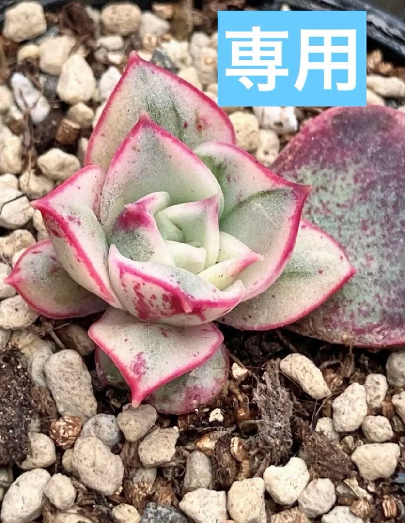 専用　多肉植物　高級種❦原始ロンギシマ錦　抜き苗&オリビア色錦