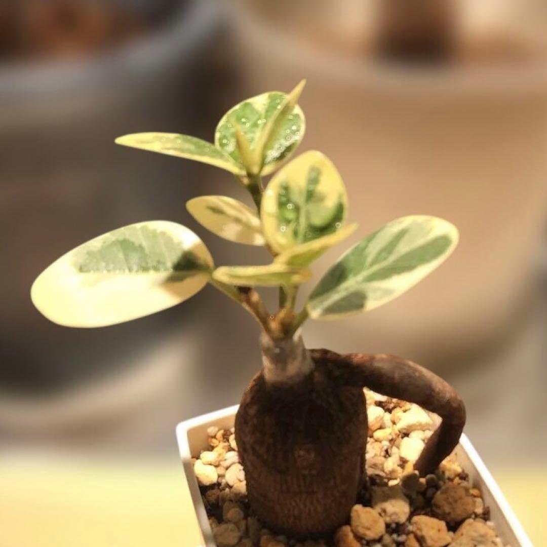 パンダ　ガジュマル　斑入り　接木