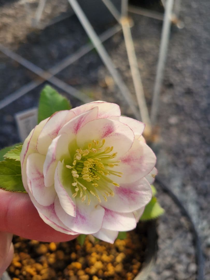 プリマヴェーラ　加藤農園