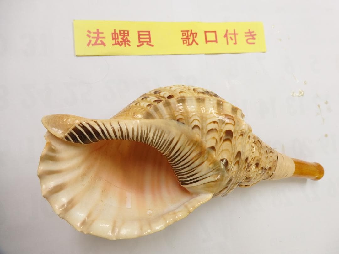 法螺貝 約38㎝ 木製歌口,新品 MH-462