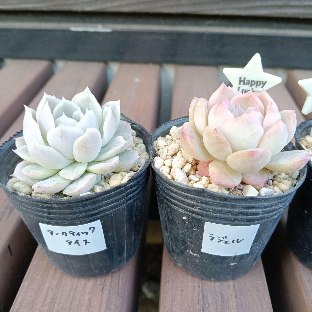 ②【ポットごと】10種セット☆多肉植物☆メルカリ便 - メルカリ