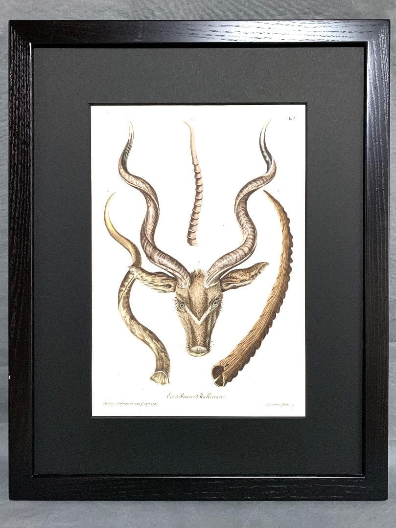 アンティーク　ラインベルガー書『動物図解書の額』　中に燃え跡のある図解書入り