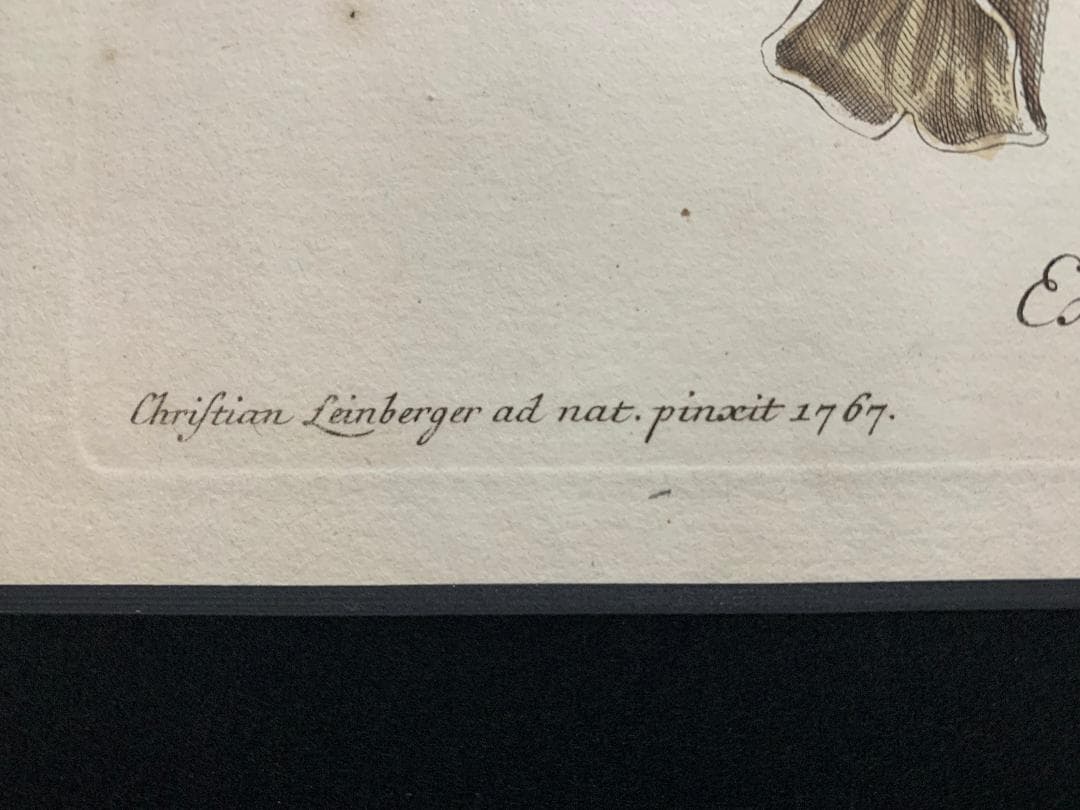アンティーク ラインベルガー書『動物図解書の額』 中に燃え跡のある