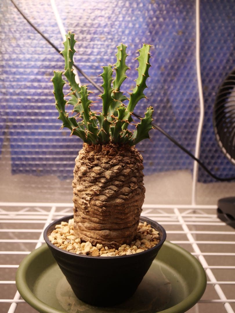 ユーフォルビア　クラビゲラ現地株　発根済み　鉢ごと