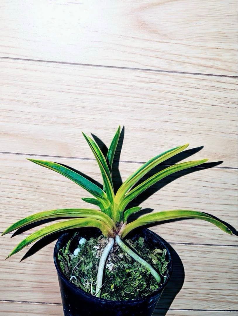 【迎春特別出品】富貴蘭「天王羆の縞」 Yahoo!オークション -「富貴蘭 羆」の落札相場・落札価格