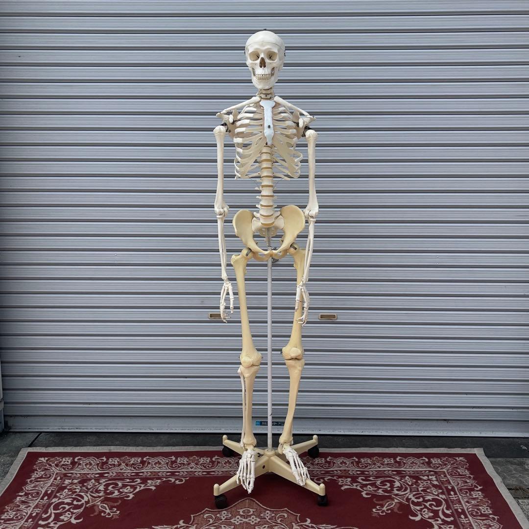 ドイツ製◾️等身大 骨格標本 人体模型 ガイコツ 骸骨 ドクロ - メルカリ