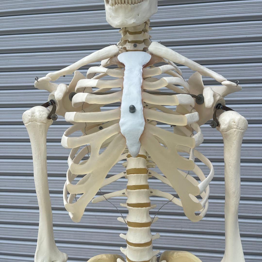 ドイツ製◾️等身大 骨格標本 人体模型 ガイコツ 骸骨 ドクロ - メルカリ