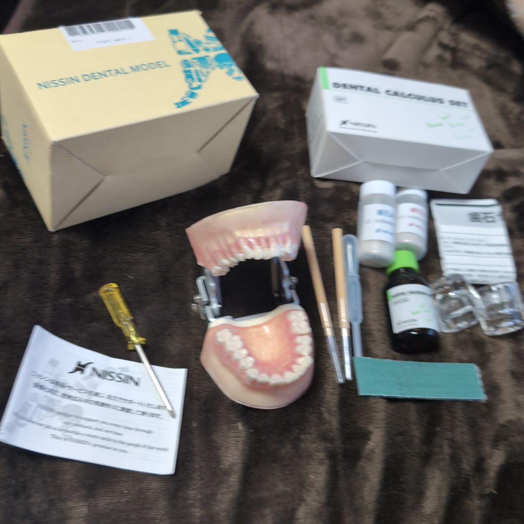 さがしもの NISSIN 歯科模型　顎模型 DENTAL