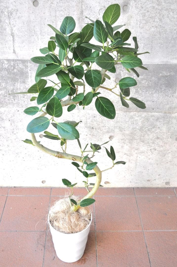 フィカス ベンガレンシス 8号 136cm S-shaped tree form