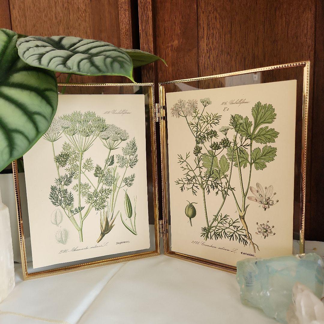 ボタニカルアート 植物画 アンティーク リトグラフ 絵画 額 植物図鑑