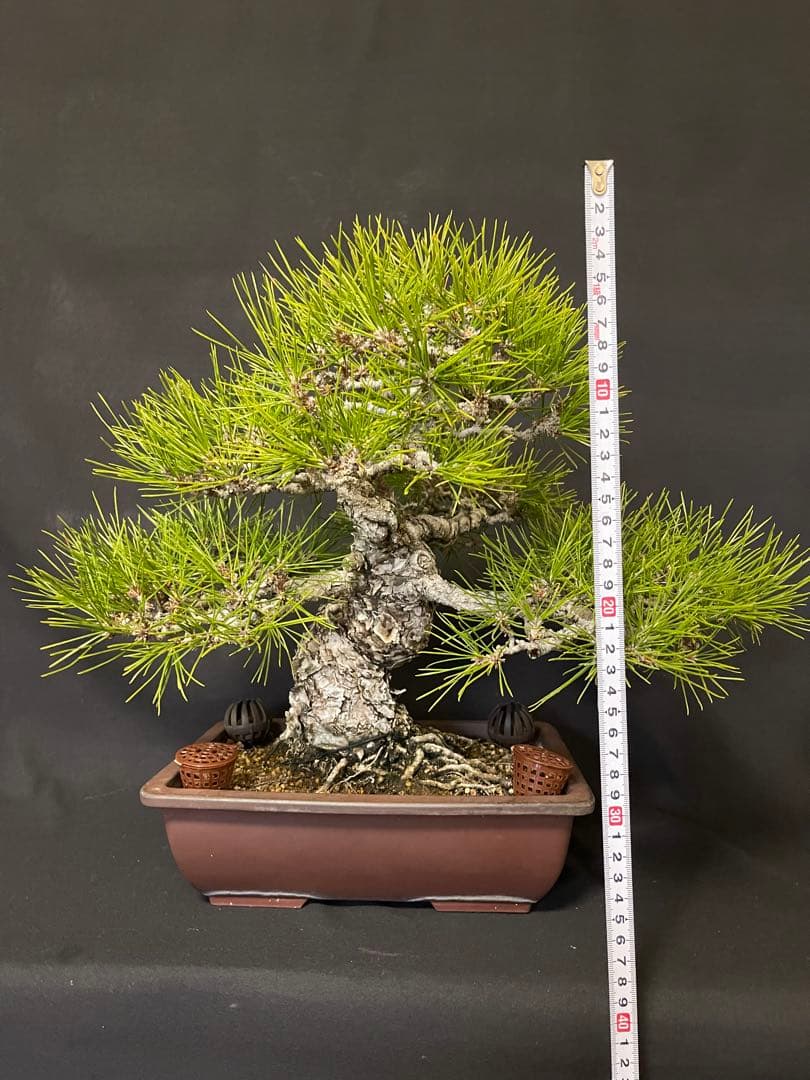 K*K様 黒松盆栽