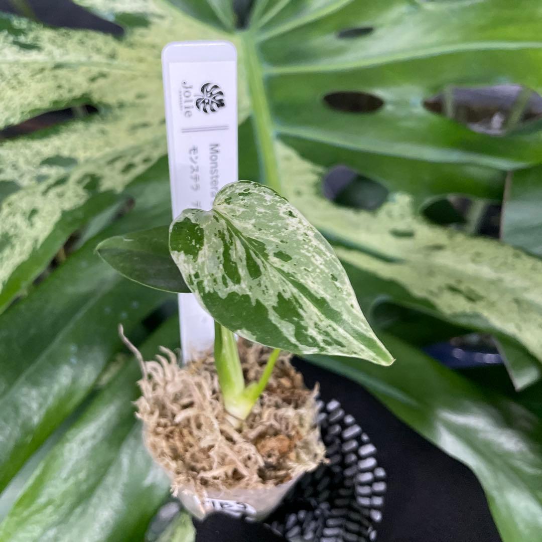 MB9モンステラ　デリシオーサ　ベトシオーサ　2寸ポリポット　ネコポス発送