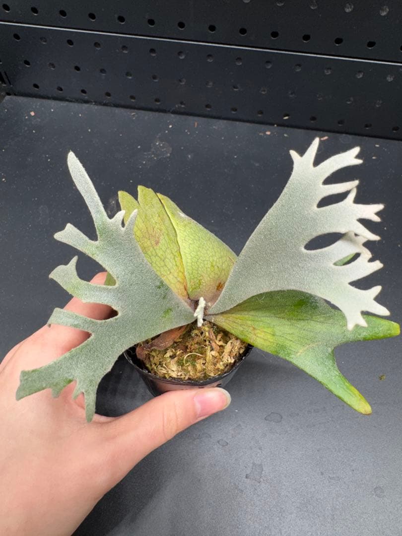 【平凡之鹿】YMDS Totoro HHRナーセリータグ付け #079 ノリタケ となりのトトロ 4660-2J／T97265 マグ たんぽぽ | ブランド