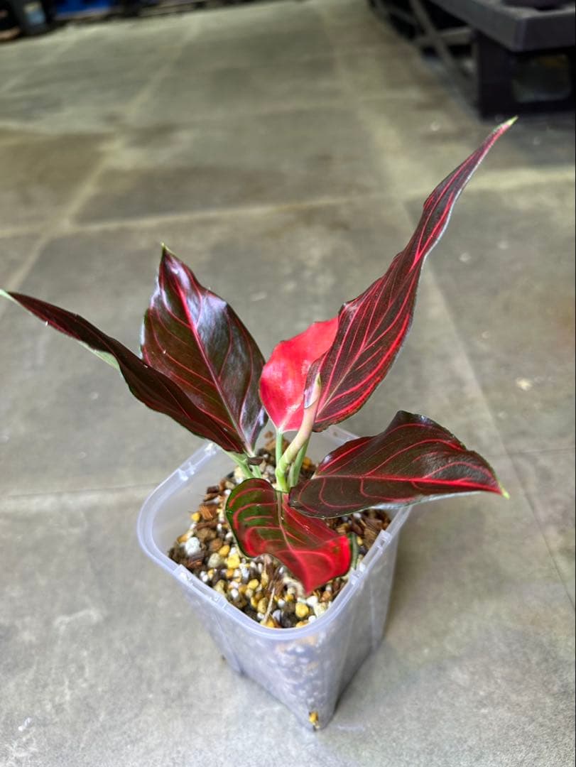 Aglaonema khan mak racha super red var. - メルカリ