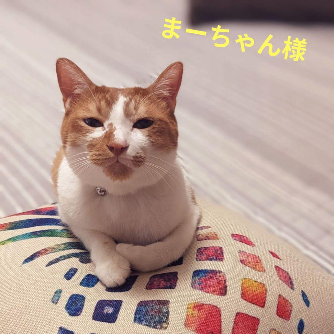 アルビオン エクシア リプラント ホワイトニングクリーム 5g×6個 〈30g〉