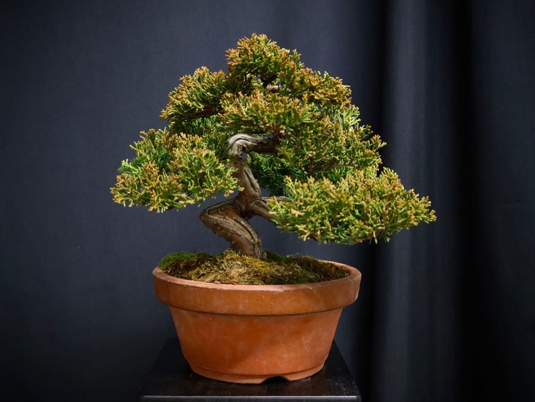 J*様 フォロワー300人記念オークション 糸魚川真柏　葉性抜群　素材小品盆栽