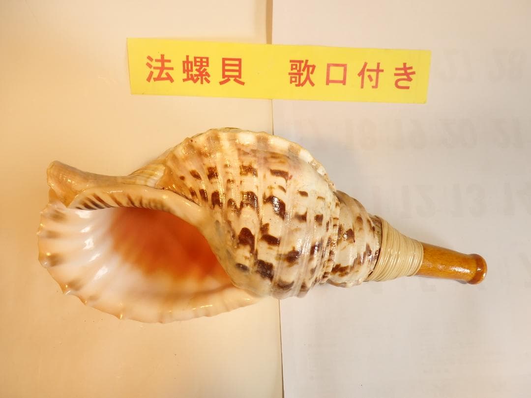 法螺貝 約36㎝ 木製歌口,新品 MH-470