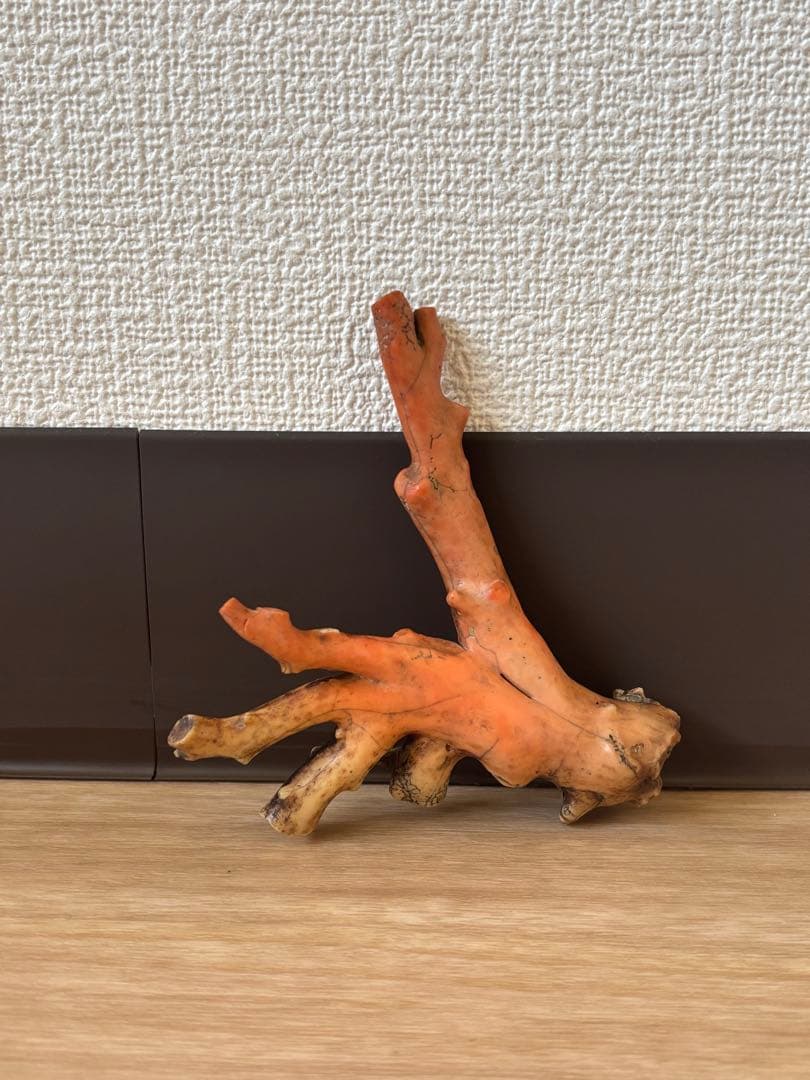 ピンク珊瑚 原木 ピンク珊瑚の拝見・置物（艶出し加工済み）/原木/黒檀台/『宝石サンゴ