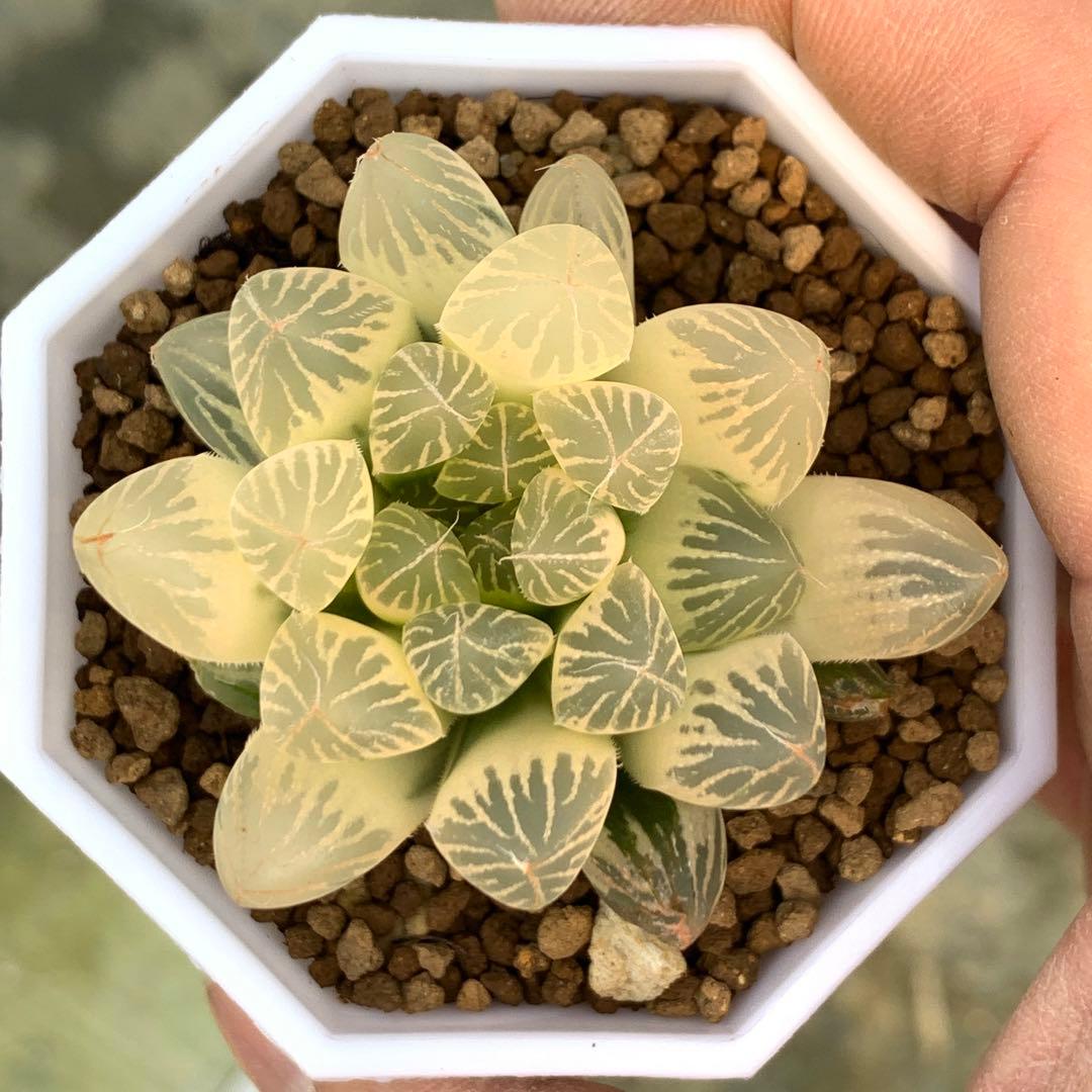 多肉植物 ハオルチア オブツーサ錦 臙脂(えんじ) 糊斑 - メルカリ