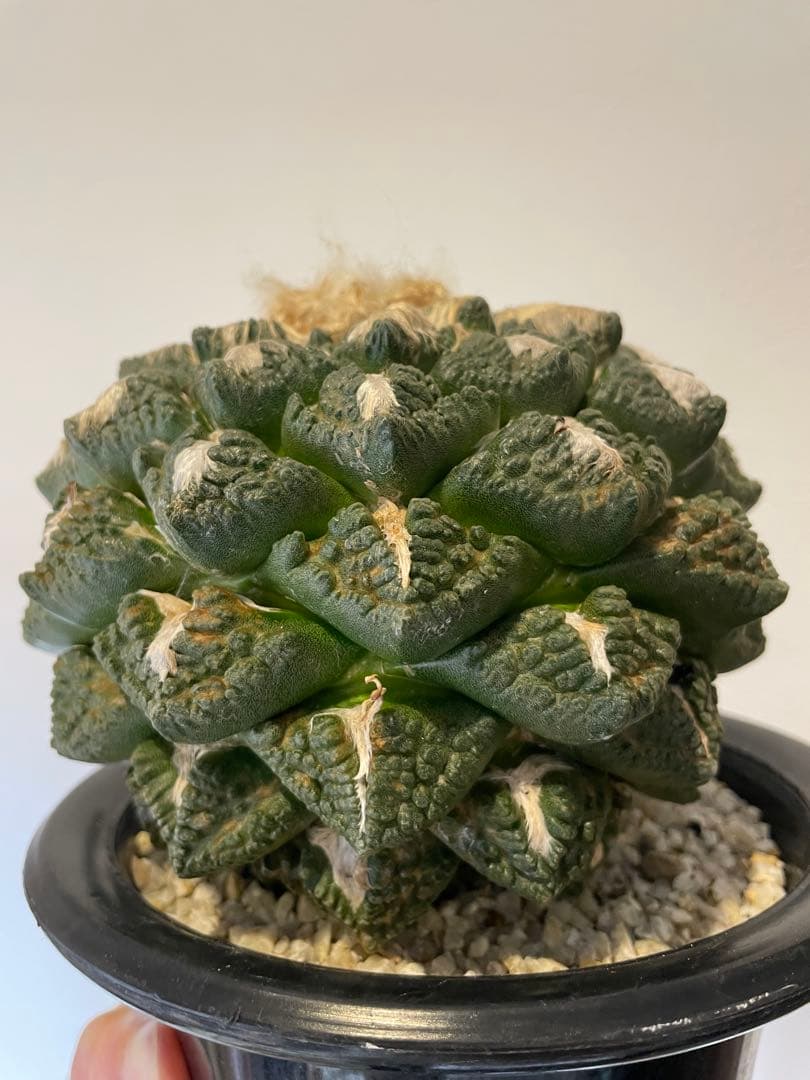 セール 亀甲牡丹 台付き 超大株 アリオカルプス - メルカリ