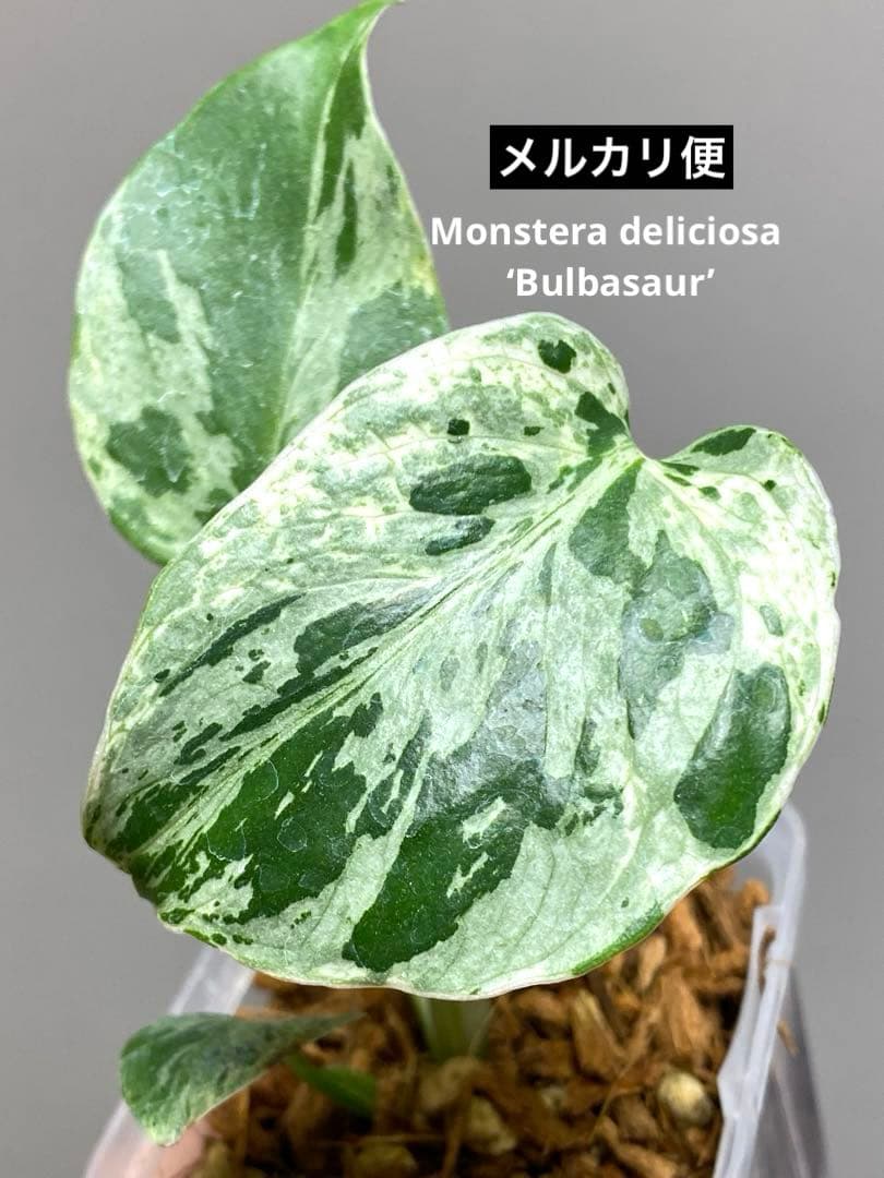 ご*ん様 【全葉斑入り‼️】モンステラ　デリシオーサ　バルバソー　フシギダネ/