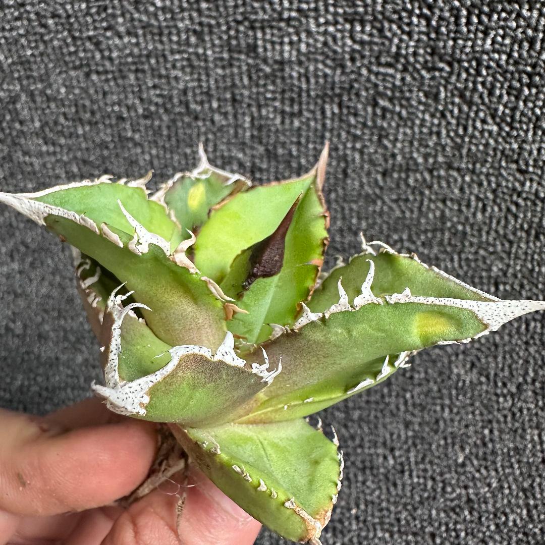 2041アガベ チタノタ 星空 特選 表棘 優良血統 精選子株 2株セット