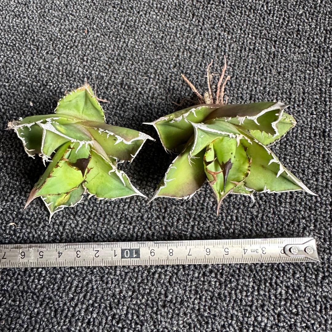 2041アガベ チタノタ 星空 特選 表棘 優良血統 精選子株 2株セット