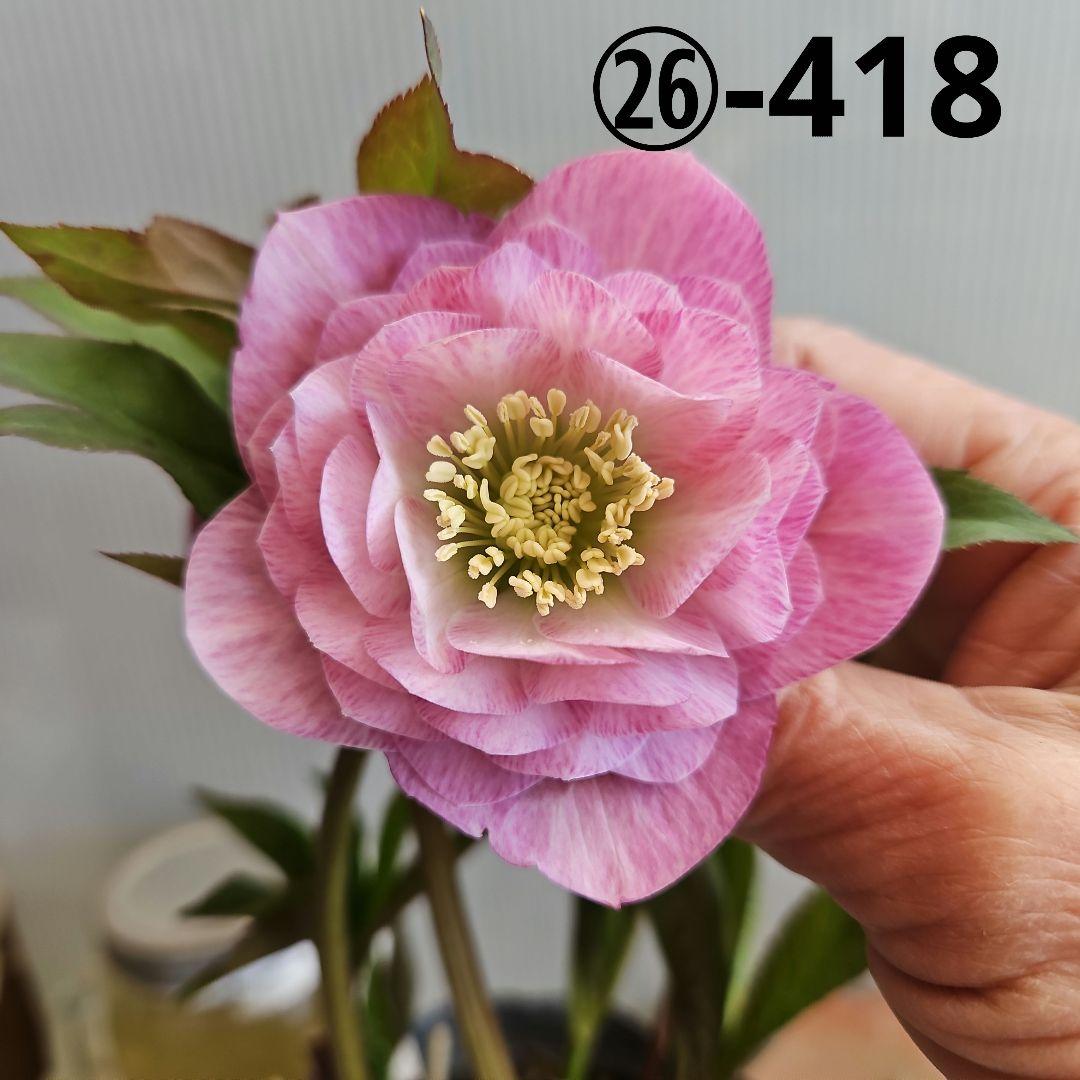 ㉖-418クリスマスローズ 園芸ガイド2026冬号掲載されました‼️】 こんにちは。 green roomです