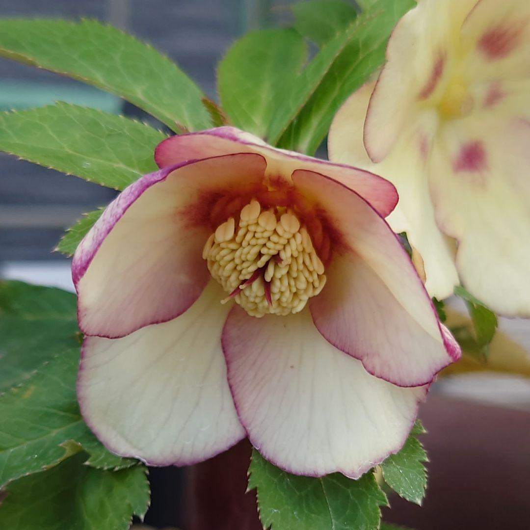 な*ず様 クリスマスローズ 大木ナーセリー Ｆｕｏｊｉｔａ(フジタ) 株分け