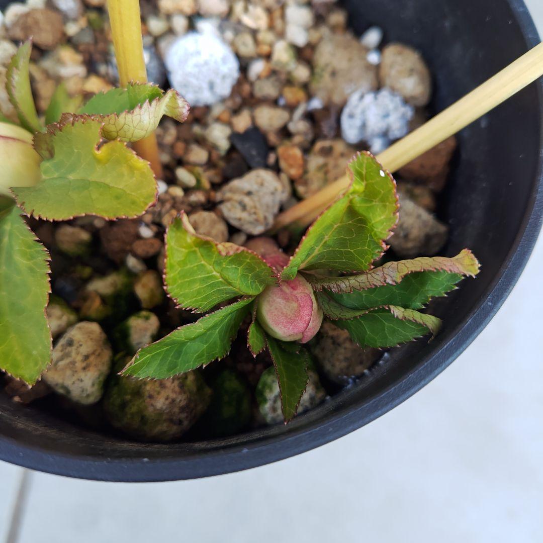 な*ず様 クリスマスローズ 大木ナーセリー Fuojita(フジタ