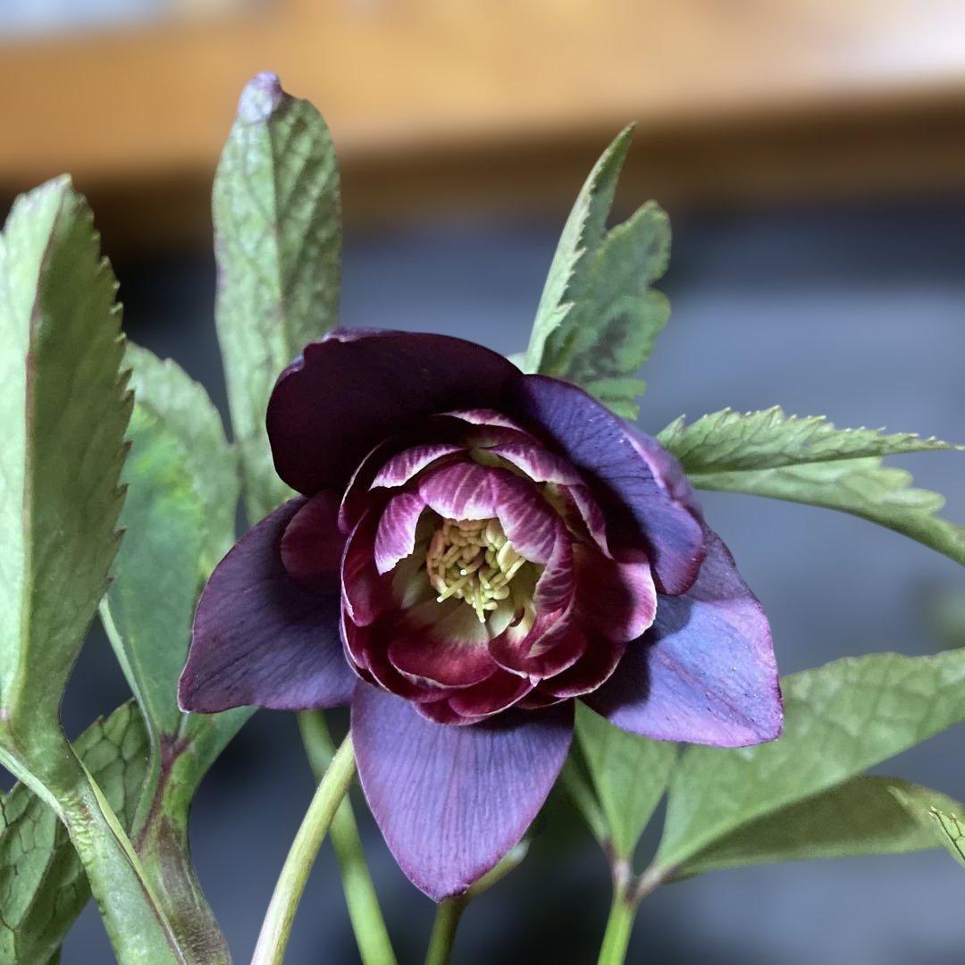 まい3点おまとめ 分割クリスマスローズ雅紫色の花