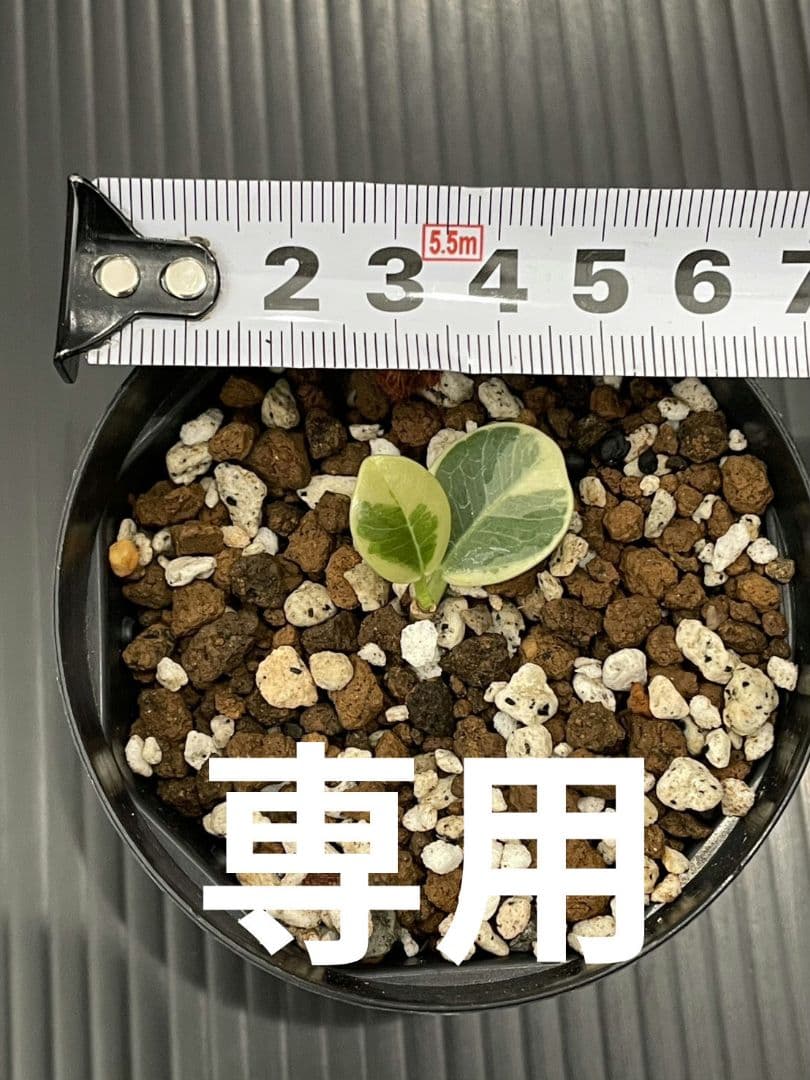 専用パンダガジュマル斑入り発根済み×2本