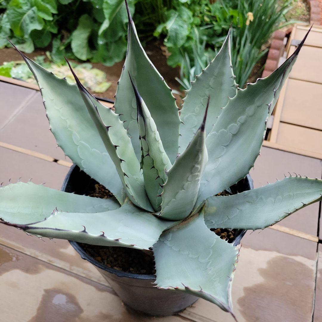 アガベ パリーパリー子株 - メルカリ
