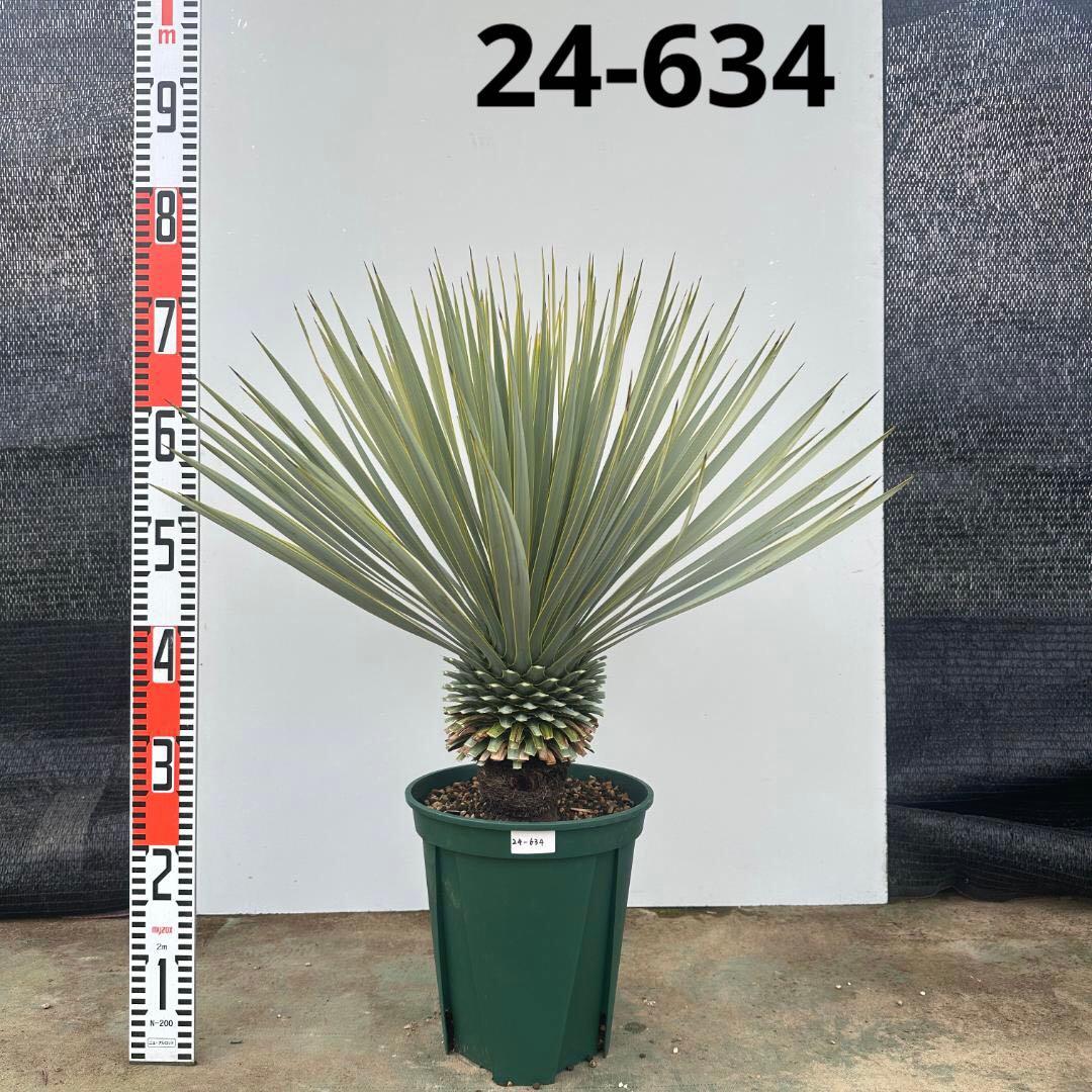 ユッカ　ロストラータ【24-634】超美形　シルバーブルー