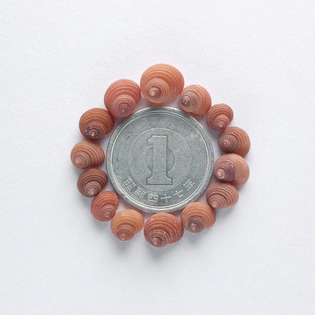 なつ様 リクエスト 10点 まとめ商品　貝殻