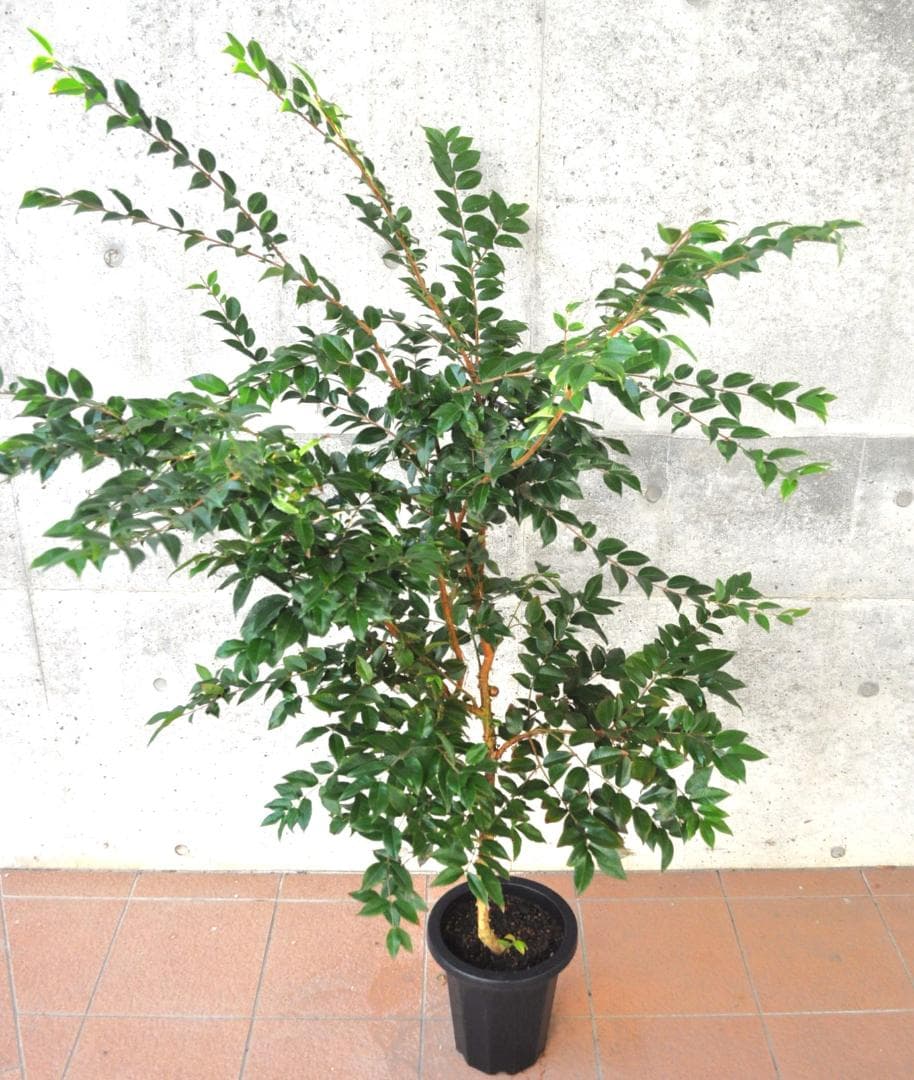 実付き ジャボチカバ 8号 大葉 四季生り 160cm 四季なりジャボチカバ - nangokunomori.com