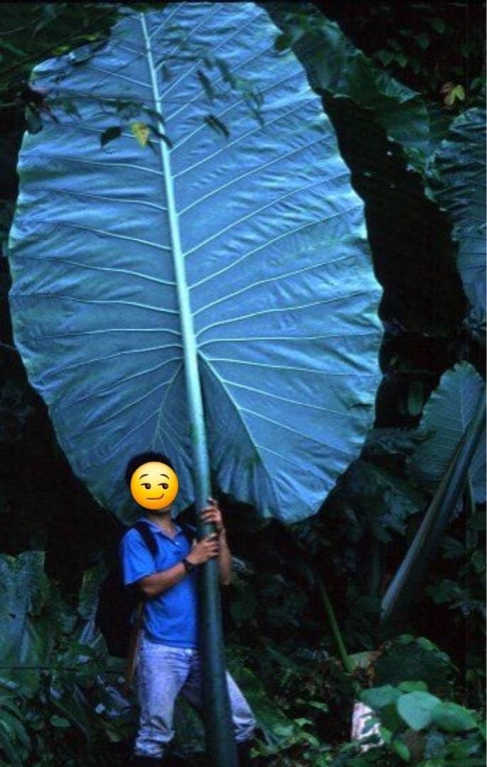 原種　世界最大　アロカシア　ロブスタ　サトイモ科　アロイド　パルダリウム　①