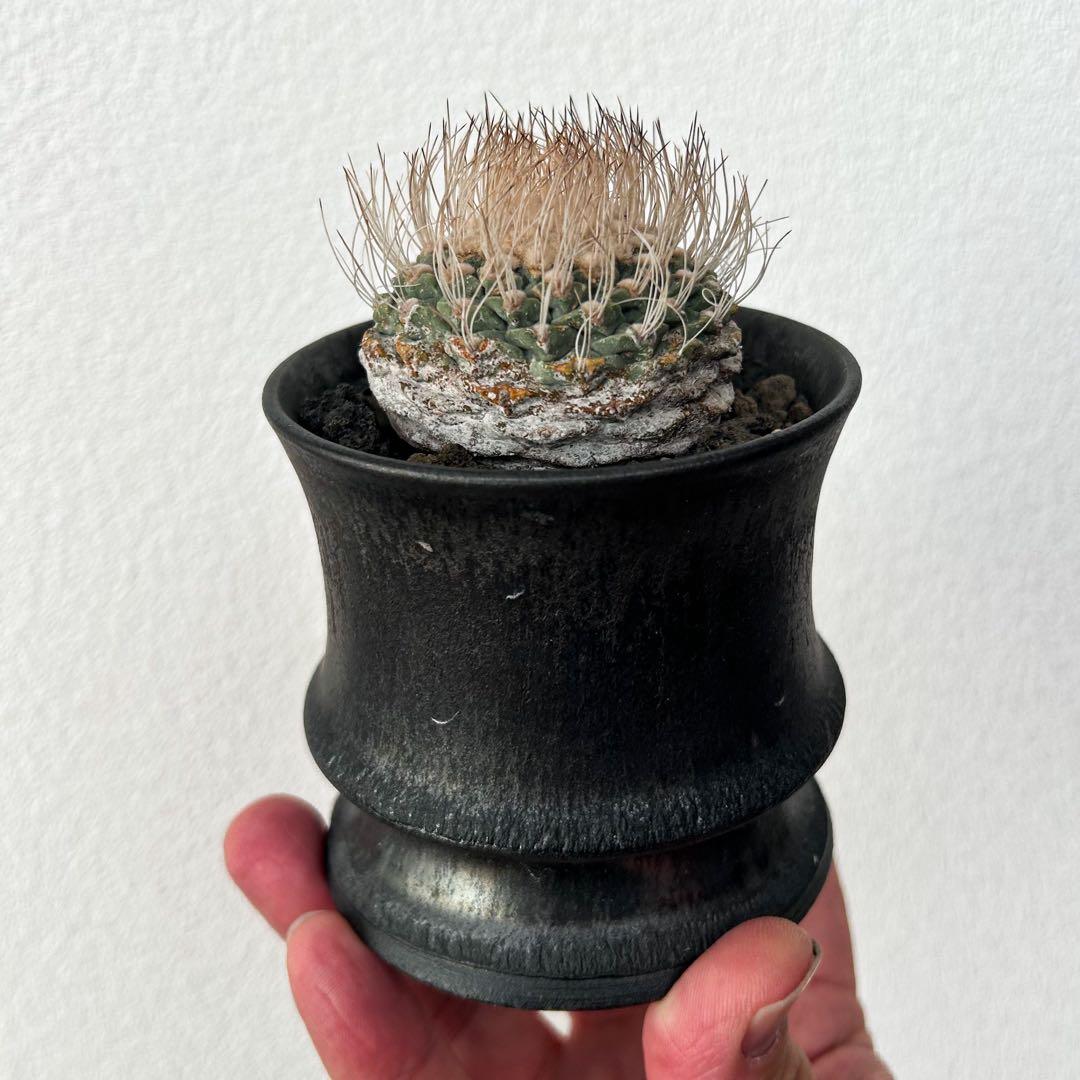 サボテン　菊水　渋谷英一　実生