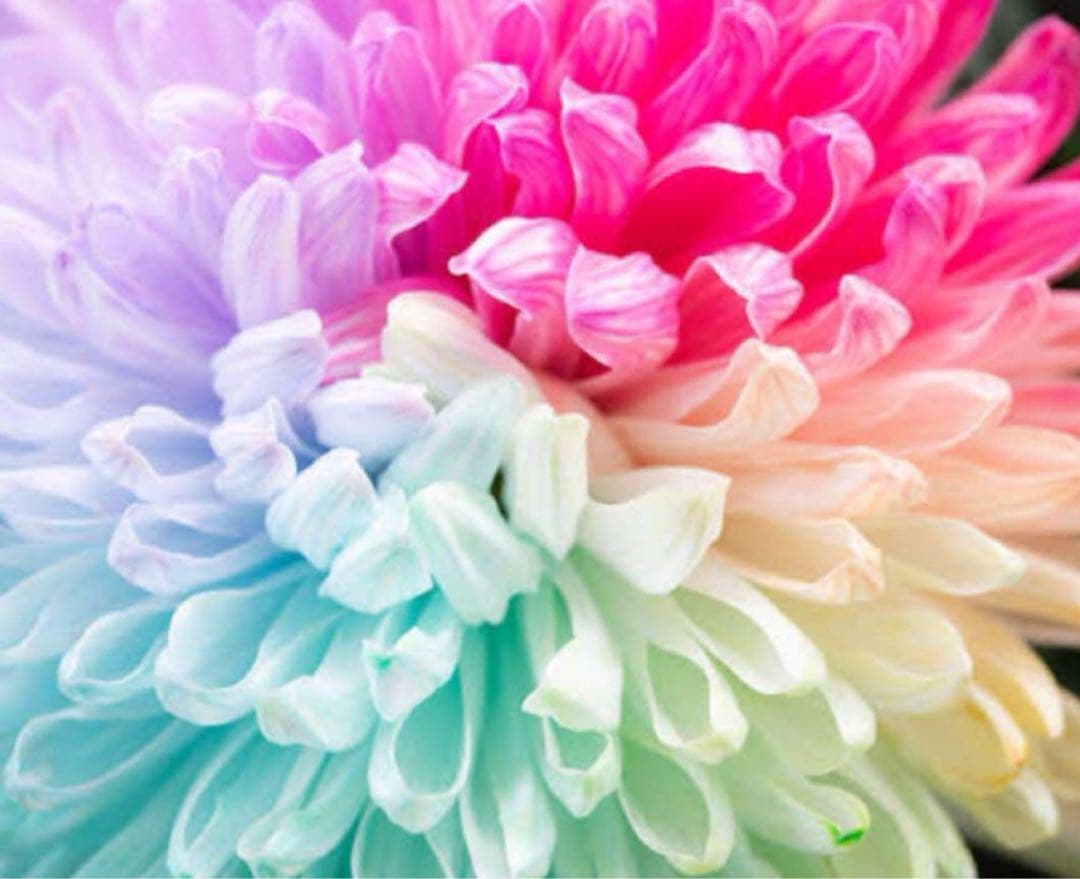 化粧水・ローション・トナー flower UV