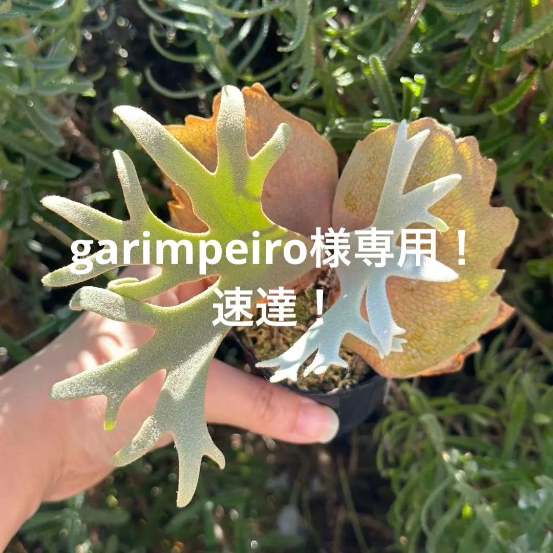 速達！！P. willinckii ’Jenny’ TC 2839