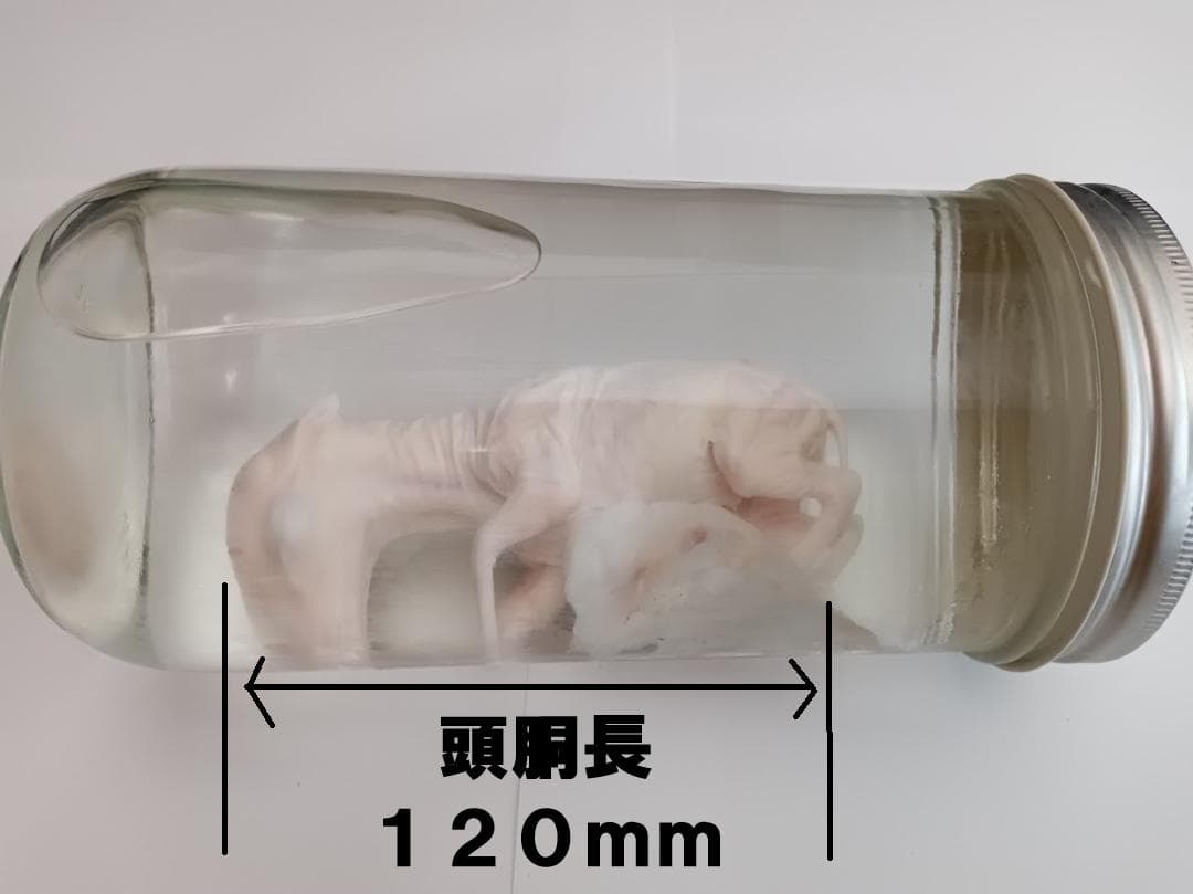 学術標本】種名ニホンジカ 胎児（♂） エタノール浸漬標本 頭胴長約