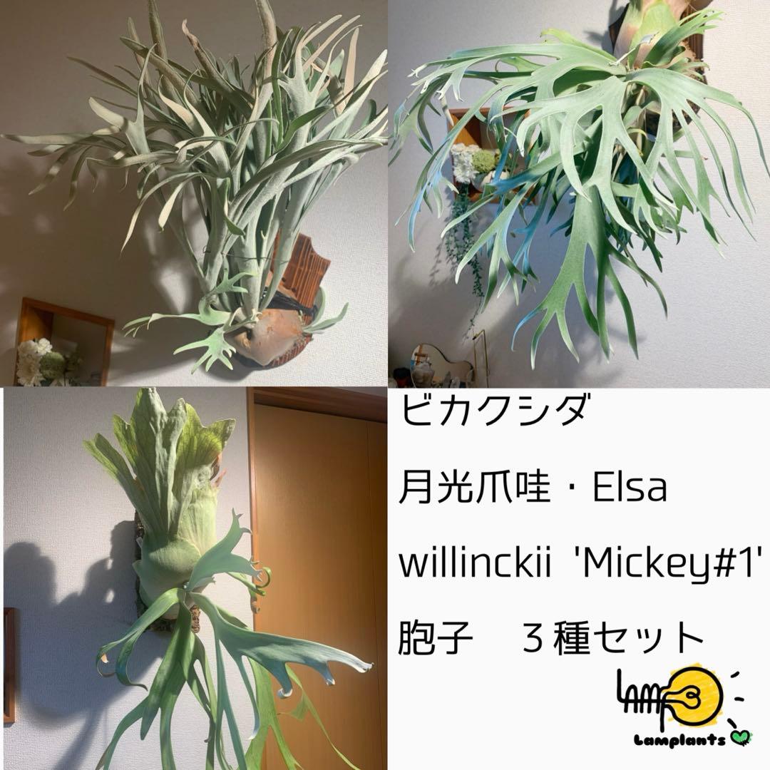 ビカクシダ 月光爪哇&Elsa&Mickey#1胞子 増量！お得3種セット☆B