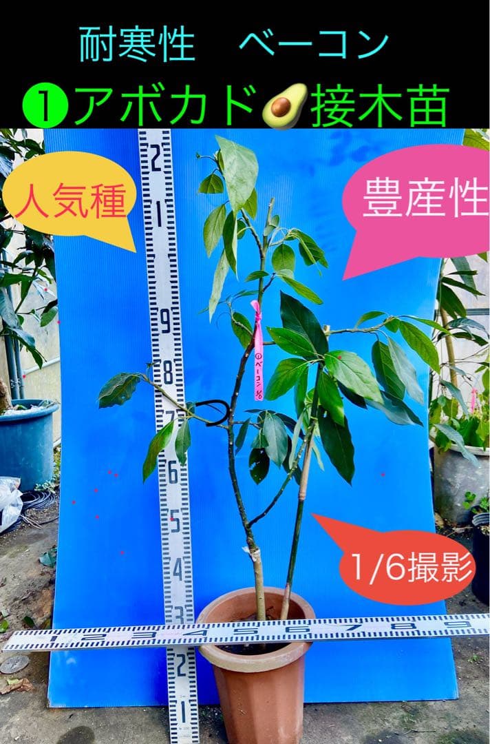 ❶アボカドＢ接木苗 耐寒性 人気種